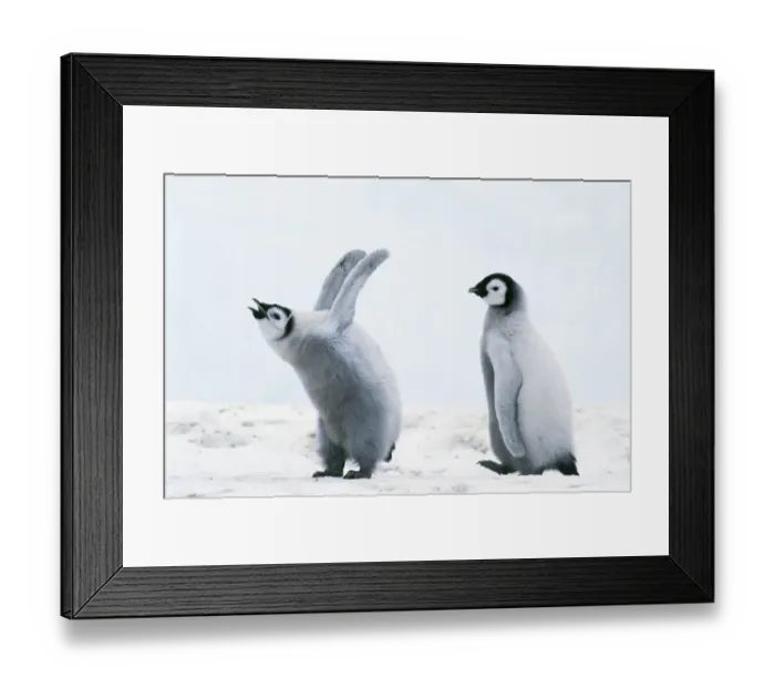 Framed Print : Emperor penguin -Aptenodytes forsteri- chicks, Weddell Sea, Antarctica Framed Print : Emperor penguin -Aptenodytes forsteri- chicks, Weddell Sea, Antarctica