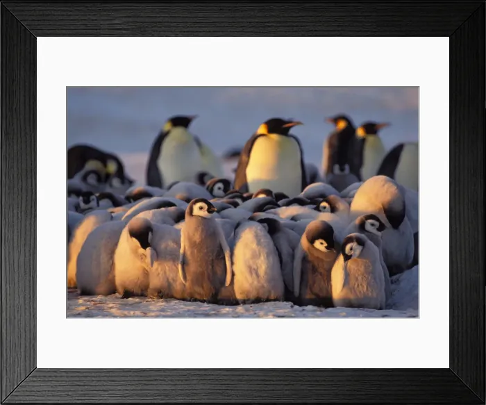 Framed Print : Emperor penguins -Aptenodytes forsteri- with chicks, Weddell Sea, Antarctica Framed Print : Emperor penguins -Aptenodytes forsteri- with chicks, Weddell Sea, Antarctica