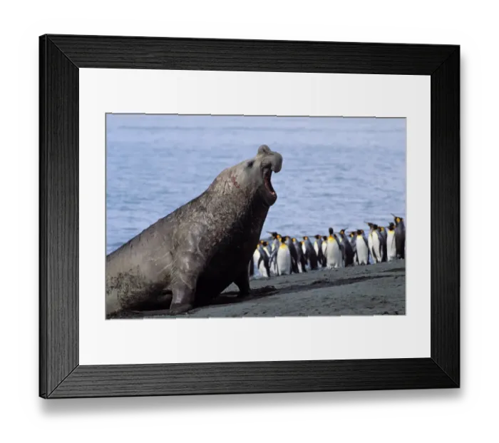 Framed Print : Southern Elephant Seal -Mirounga leonina-, King Penguins -Aptenodytes patagonicus-, South Georgia, South Atlantic, Antarctica Framed Print : Southern Elephant Seal -Mirounga leonina-, King Penguins -Aptenodytes patagonicus-, South Georgia, South Atlantic, Antarctica