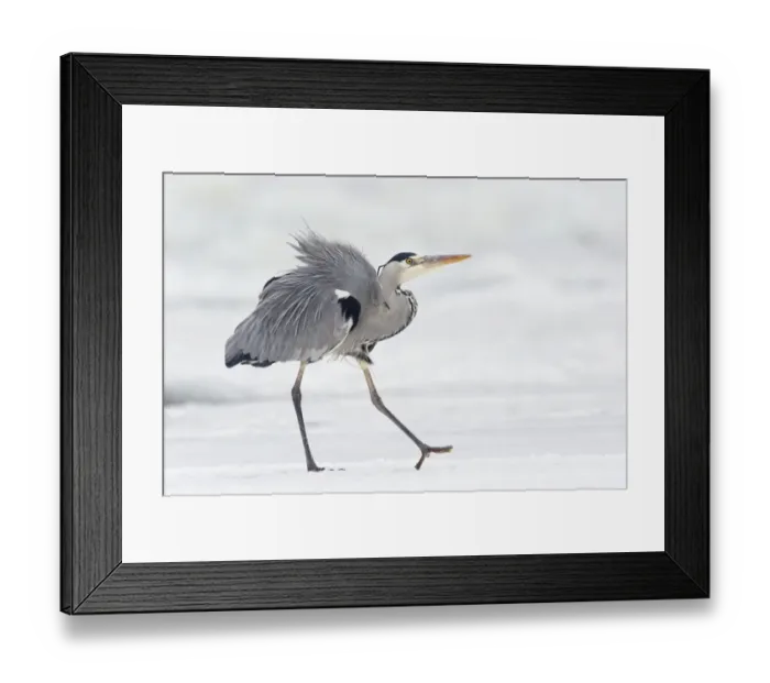 Framed Print : Grey Heron -Ardea cinerea- on ice in winter, Usedom, Mecklenburg-Western Pomerania, Germany, Europe Framed Print : Grey Heron -Ardea cinerea- on ice in winter, Usedom, Mecklenburg-Western Pomerania, Germany, Europe