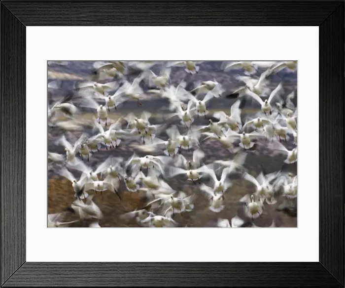 Framed Print : Snow Geese -Anser caerulescens atlanticus, Chen caerulescens- in wintering grounds, flock flying up, Bosque del Apache, New Mexico, USA, America Framed Print : Snow Geese -Anser caerulescens atlanticus, Chen caerulescens- in wintering grounds, flock flying up, Bosque del Apache, New Mexico, USA, America