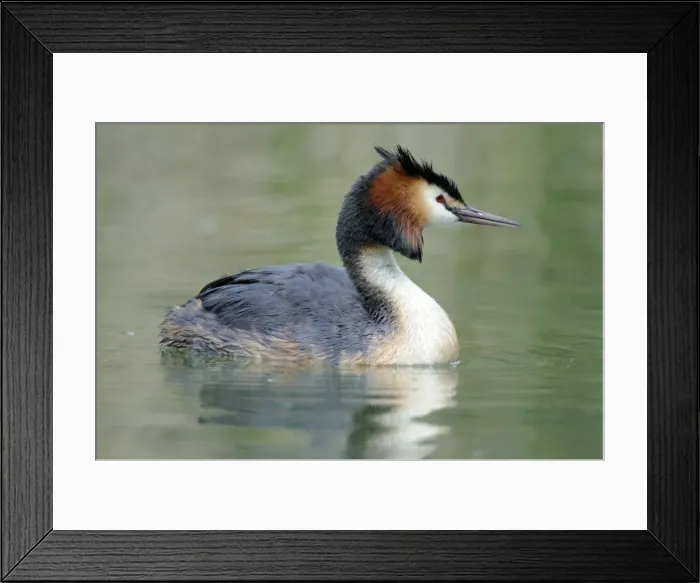 Framed Print : Great Crested Grebe -Podiceps cristatus- Framed Print : Great Crested Grebe -Podiceps cristatus-