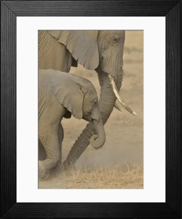 Framed Print : African Bush Elephants -Loxodonta africana-, cow with a calf, Amboseli National Park, Rift Valley Province, Kenya Framed Print : African Bush Elephants -Loxodonta africana-, cow with a calf, Amboseli National Park, Rift Valley Province, Kenya