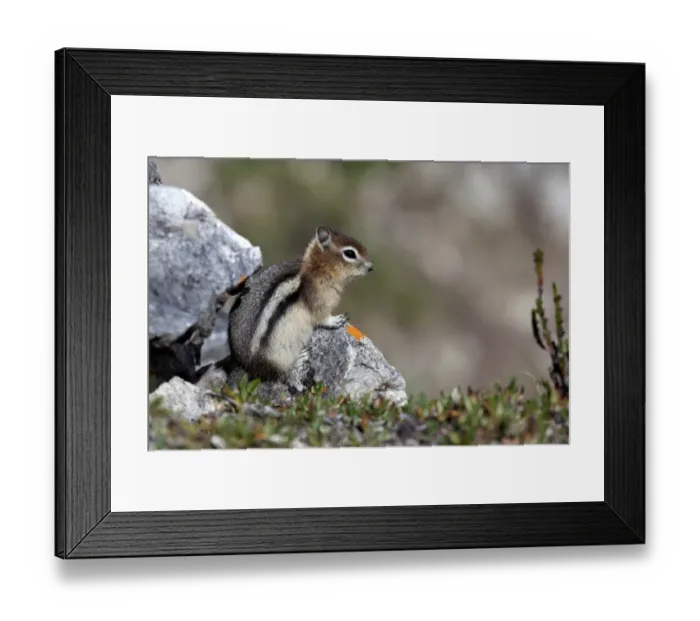 Framed Print : Chipmunk -Tamias sp. -, young, Glacier National Park, Montana, United States Framed Print : Chipmunk -Tamias sp. -, young, Glacier National Park, Montana, United States