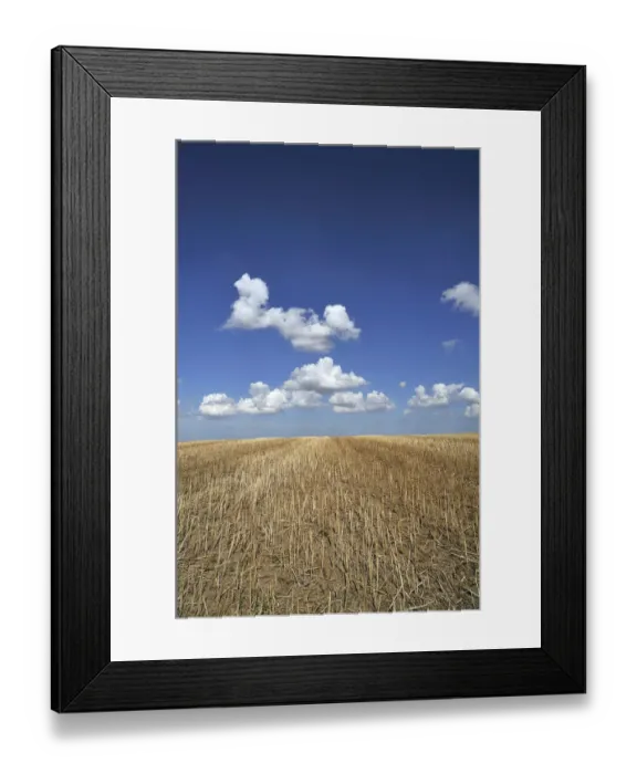 Framed Print : Harvested field of canola -Brassica napus- with cloudy sky, Othenstorf, Mecklenburg-Western Pomerania, Germany Framed Print : Harvested field of canola -Brassica napus- with cloudy sky, Othenstorf, Mecklenburg-Western Pomerania, Germany