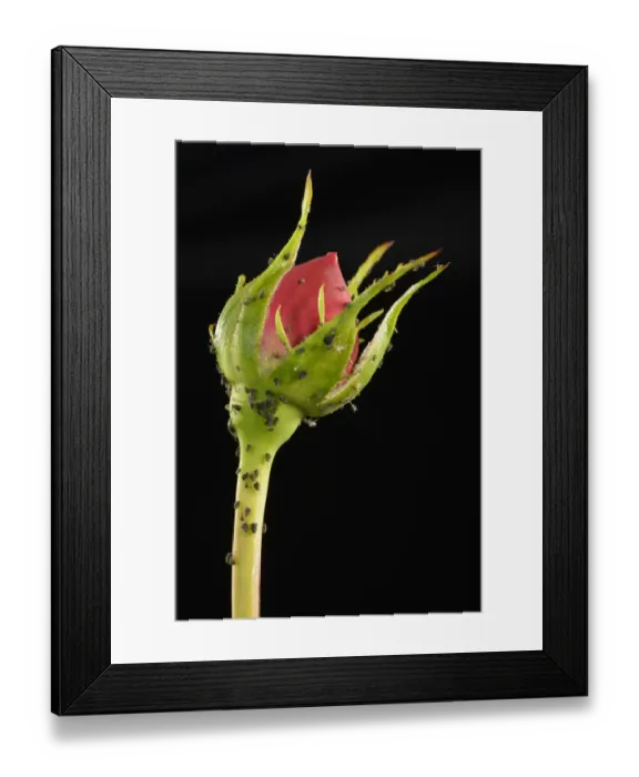 Framed Print : Colony of Large Rose Aphids -Macrosiphum rosae-, pests, on a Rose -Rosa-, Baden-Wurttemberg, Germany Framed Print : Colony of Large Rose Aphids -Macrosiphum rosae-, pests, on a Rose -Rosa-, Baden-Wurttemberg, Germany