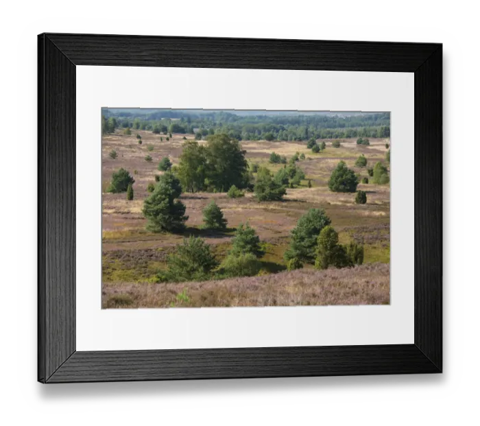Framed Print : View of the heath landscape from Wilseder Berg hill with flowering Heather -Calluna vulgaris-, Wilsede, Luneburg Heath Nature Park, Lower Saxony, Germany Framed Print : View of the heath landscape from Wilseder Berg hill with flowering Heather -Calluna vulgaris-, Wilsede, Luneburg Heath Nature Park, Lower Saxony, Germany