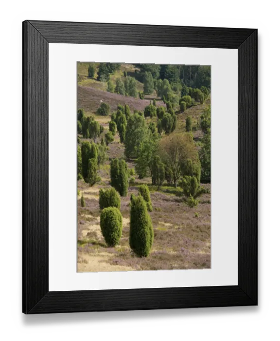 Framed Print : Heather -Calluna vulgaris-, flowering, and Common Juniper -Juniperus communis-, Totengrund Valley, Wilsede, Lueneburg Heath nature reserve, Lower Saxony, Germany Framed Print : Heather -Calluna vulgaris-, flowering, and Common Juniper -Juniperus communis-, Totengrund Valley, Wilsede, Lueneburg Heath nature reserve, Lower Saxony, Germany