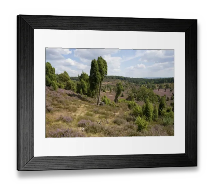 Framed Print : Heather -Calluna vulgaris-, flowering, and Common Juniper -Juniperus communis-, Totengrund Valley, Wilsede, Lueneburg Heath nature reserve, Lower Saxony, Germany Framed Print : Heather -Calluna vulgaris-, flowering, and Common Juniper -Juniperus communis-, Totengrund Valley, Wilsede, Lueneburg Heath nature reserve, Lower Saxony, Germany
