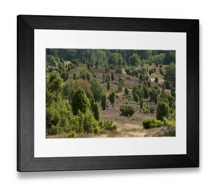 Framed Print : Heather -Calluna vulgaris-, flowering, and Common Juniper -Juniperus communis-, Totengrund Valley, Wilsede, Lueneburg Heath nature reserve, Lower Saxony, Germany Framed Print : Heather -Calluna vulgaris-, flowering, and Common Juniper -Juniperus communis-, Totengrund Valley, Wilsede, Lueneburg Heath nature reserve, Lower Saxony, Germany