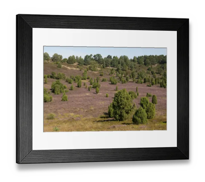 Framed Print : Heather -Calluna vulgaris-, flowering, and Common Juniper -Juniperus communis-, Totengrund Valley, Wilsede, Lueneburg Heath nature reserve, Lower Saxony, Germany Framed Print : Heather -Calluna vulgaris-, flowering, and Common Juniper -Juniperus communis-, Totengrund Valley, Wilsede, Lueneburg Heath nature reserve, Lower Saxony, Germany