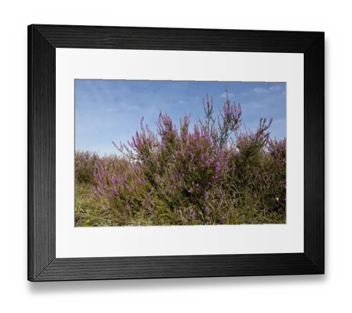 Framed Print : Heather -Calluna vulgaris-, flowering, Lueneburg Heath nature reserve, Lower Saxony, Germany Framed Print : Heather -Calluna vulgaris-, flowering, Lueneburg Heath nature reserve, Lower Saxony, Germany