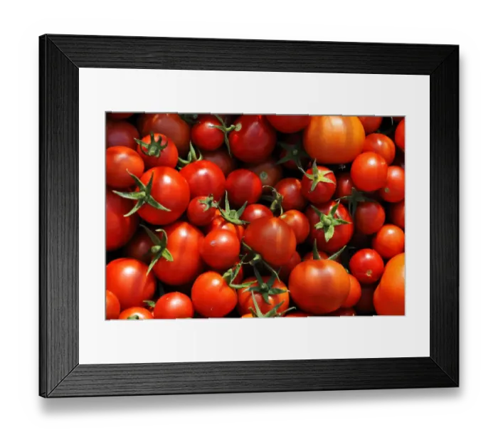Framed Print : Ripe tomatoes -Solanum lycopersicum-, Mecklenburg-Western Pomerania, Germany Framed Print : Ripe tomatoes -Solanum lycopersicum-, Mecklenburg-Western Pomerania, Germany
