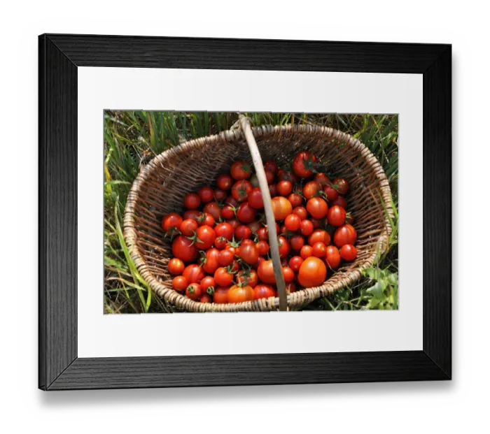 Framed Print : Ripe tomatoes -Solanum lycopersicum- in a basket, Mecklenburg-Western Pomerania, Germany Framed Print : Ripe tomatoes -Solanum lycopersicum- in a basket, Mecklenburg-Western Pomerania, Germany