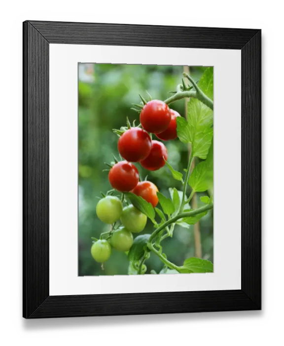 Framed Print : Ripe and unripe tomatoes -Solanum lycopersicum- on a panicle, Mecklenburg-Western Pomerania, Germany Framed Print : Ripe and unripe tomatoes -Solanum lycopersicum- on a panicle, Mecklenburg-Western Pomerania, Germany