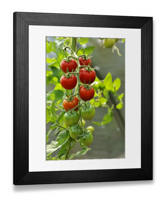 Framed Print : Ripe and unripe tomatoes -Solanum lycopersicum- on a panicle, Mecklenburg-Western Pomerania, Germany Framed Print : Ripe and unripe tomatoes -Solanum lycopersicum- on a panicle, Mecklenburg-Western Pomerania, Germany