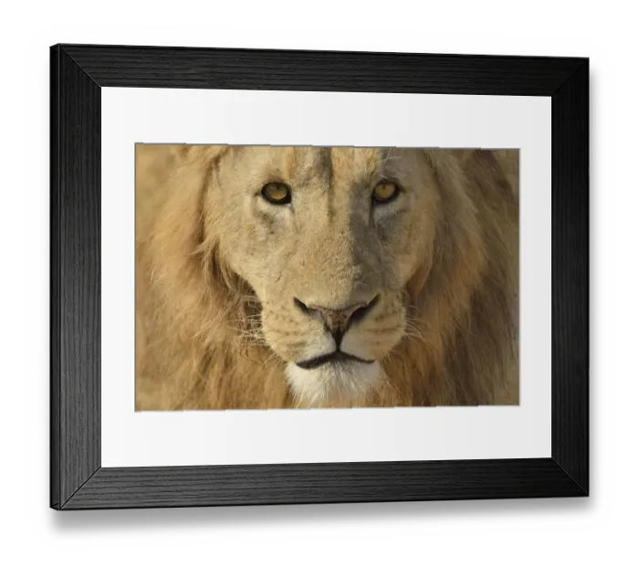 Framed Print : Lion -Panthera leo-, with a mane, portrait, Ngorongoro, Serengeti, Tanzania Framed Print : Lion -Panthera leo-, with a mane, portrait, Ngorongoro, Serengeti, Tanzania