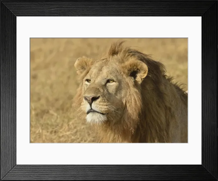 Framed Print : Lion -Panthera leo-, with a mane, Ngorongoro, Serengeti, Tanzania Framed Print : Lion -Panthera leo-, with a mane, Ngorongoro, Serengeti, Tanzania