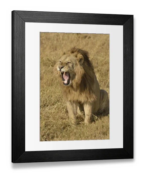 Framed Print : Lion -Panthera leo-, with a mane, Ngorongoro, Serengeti, Tanzania Framed Print : Lion -Panthera leo-, with a mane, Ngorongoro, Serengeti, Tanzania