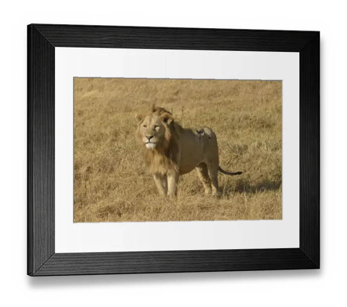 Framed Print : Lion -Panthera leo-, with a mane, Ngorongoro, Serengeti, Tanzania Framed Print : Lion -Panthera leo-, with a mane, Ngorongoro, Serengeti, Tanzania