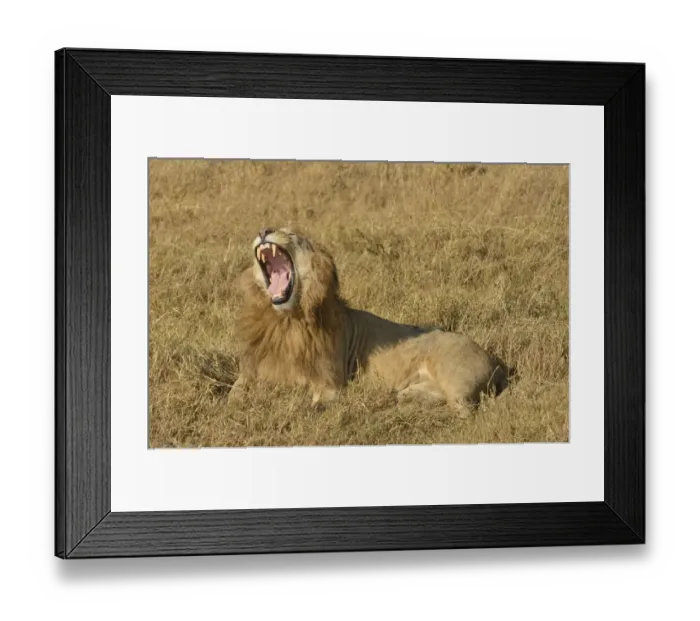 Framed Print : Yawning male Lion -Panthera leo-, with a mane, Ngorongoro, Serengeti, Tanzania Framed Print : Yawning male Lion -Panthera leo-, with a mane, Ngorongoro, Serengeti, Tanzania
