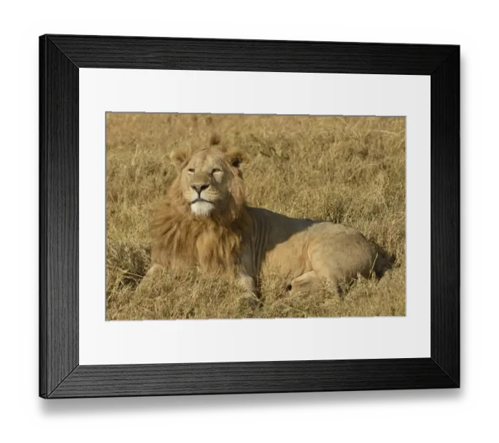Framed Print : Lion -Panthera leo-, with a mane, Ngorongoro, Serengeti, Tanzania Framed Print : Lion -Panthera leo-, with a mane, Ngorongoro, Serengeti, Tanzania