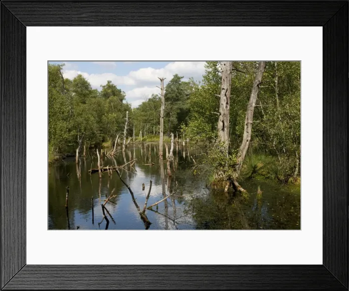 Framed Print : Pietzmoor, Luneburg Heath Nature Reserve, Schneverdingen, Lower Saxony, Germany Framed Print : Pietzmoor, Luneburg Heath Nature Reserve, Schneverdingen, Lower Saxony, Germany
