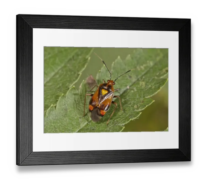 Framed Print : Mirid Bug -Deraeocoris ruber-, Baden-Wuerttemberg, Germany Framed Print : Mirid Bug -Deraeocoris ruber-, Baden-Wuerttemberg, Germany