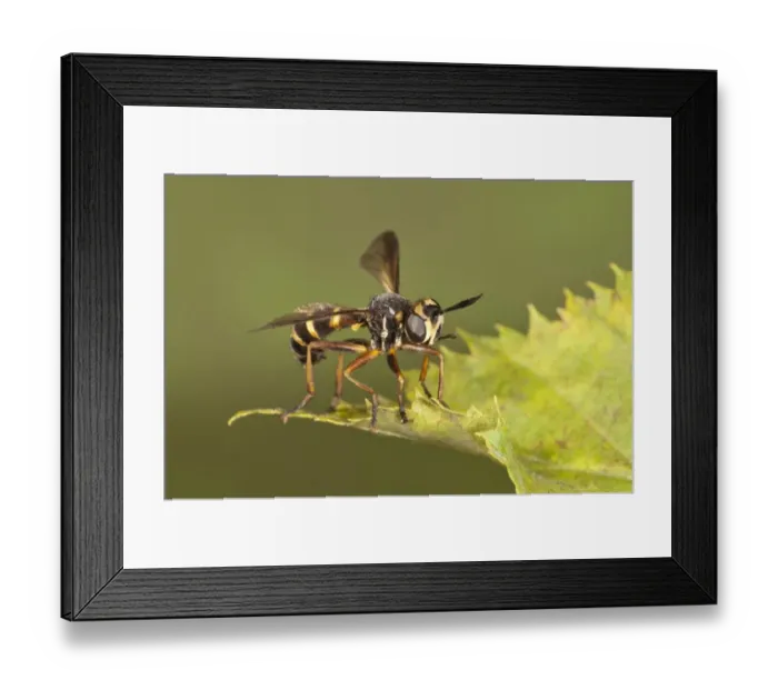 Framed Print : Thick-headed Fly -Conops quadrifasciatus-, Baden-Wuerttemberg, Germany Framed Print : Thick-headed Fly -Conops quadrifasciatus-, Baden-Wuerttemberg, Germany