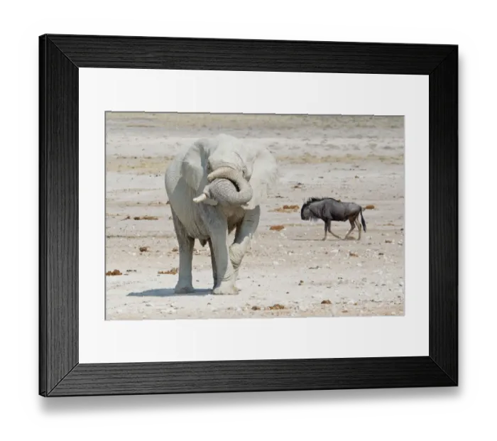 Framed Print : African Elephant -Loxodonta africana- and Wildebeest -Connochaetes sp. -, Etosha National Park, Namibia