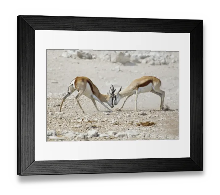 Framed Print : Fighting Springboks -Antidorcas marsupialis-, Etosha National Park, Namibia Framed Print : Fighting Springboks -Antidorcas marsupialis-, Etosha National Park, Namibia