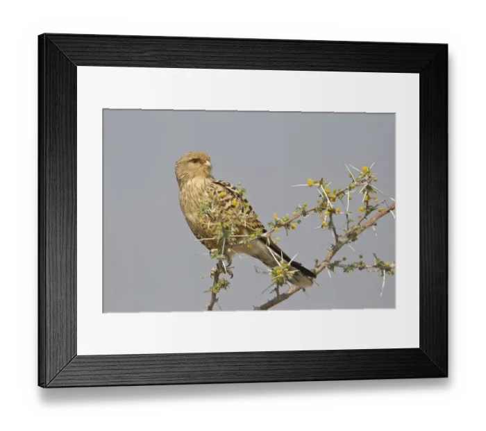 Framed Print : Greater Kestrel or White-eyed Kestrel -Falco rupicoloides-, Etosha National Park, Namibia
