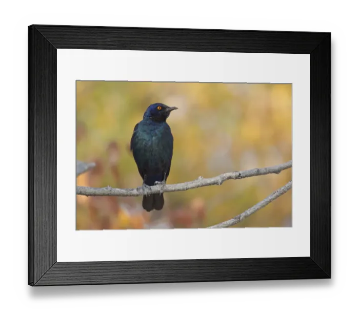 Framed Print : Cape Starling -Lamprotornis nitens- sitting on a twig, Etosha National Park, Namibia Framed Print : Cape Starling -Lamprotornis nitens- sitting on a twig, Etosha National Park, Namibia