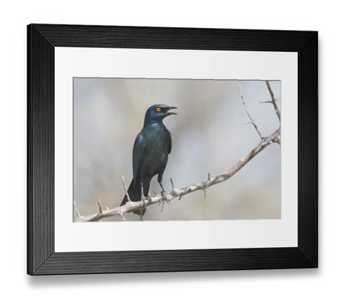 Framed Print : Cape Starling -Lamprotornis nitens- sitting on a twig, Etosha National Park, Namibia Framed Print : Cape Starling -Lamprotornis nitens- sitting on a twig, Etosha National Park, Namibia