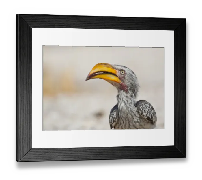 Framed Print : Southern Yellow-billed Hornbill -Tockus leucomelas-, Etosha National Park, Namibia Framed Print : Southern Yellow-billed Hornbill -Tockus leucomelas-, Etosha National Park, Namibia