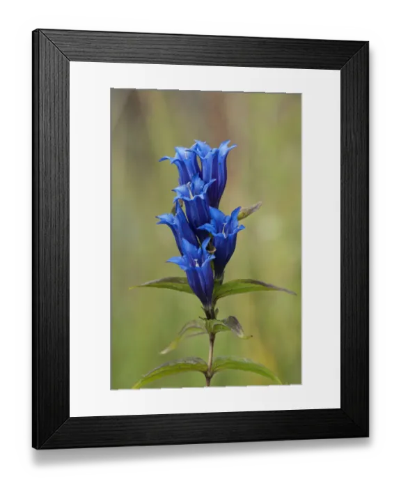 Framed Print : Willow Gentian -Gentiana asclepiadea-, Bavaria, Germany Framed Print : Willow Gentian -Gentiana asclepiadea-, Bavaria, Germany