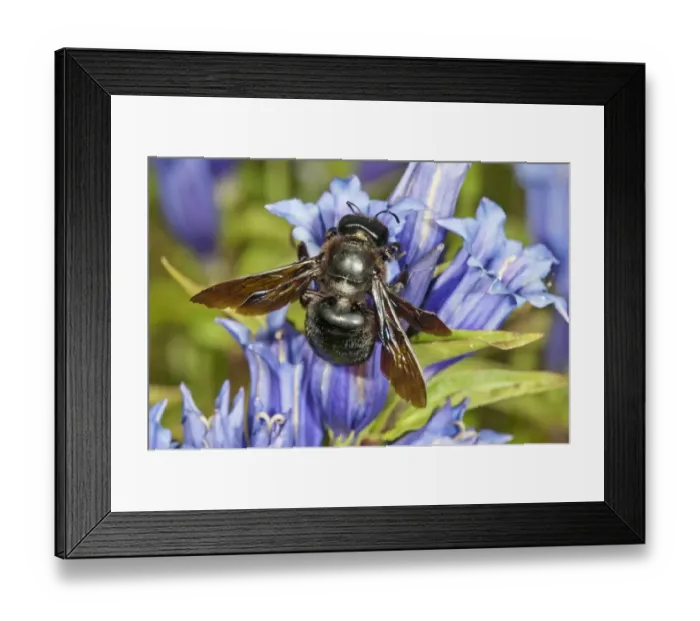 Framed Print : Violet Carpenter Bee or Indian Bhanvra -Xylocopa violacea- on a Willow Gentian -Gentiana asclepiadea-, Bavaria, Germany Framed Print : Violet Carpenter Bee or Indian Bhanvra -Xylocopa violacea- on a Willow Gentian -Gentiana asclepiadea-, Bavaria, Germany