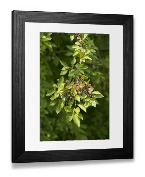 Framed Print : Common Dogwood -Cornus sanguinea-, leaves and fruits, Thuringia, Germany Framed Print : Common Dogwood -Cornus sanguinea-, leaves and fruits, Thuringia, Germany