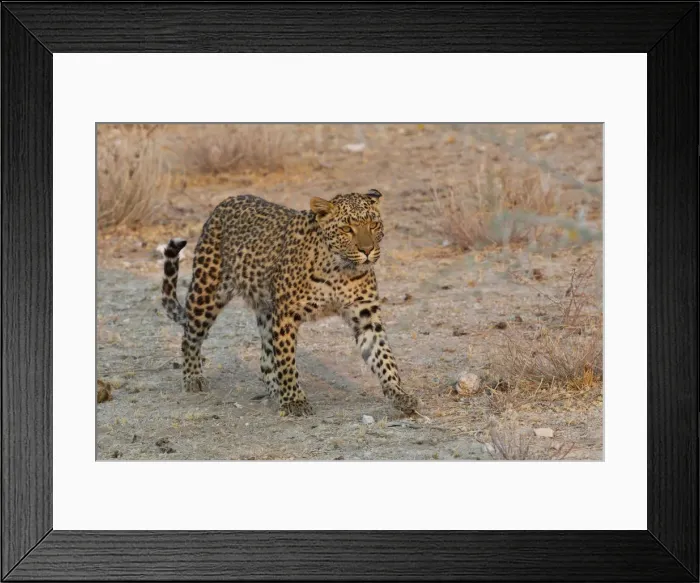 Framed Print : Leopard -Panthera pardus- roams his territory, Etosha National Park, Namibia Framed Print : Leopard -Panthera pardus- roams his territory, Etosha National Park, Namibia