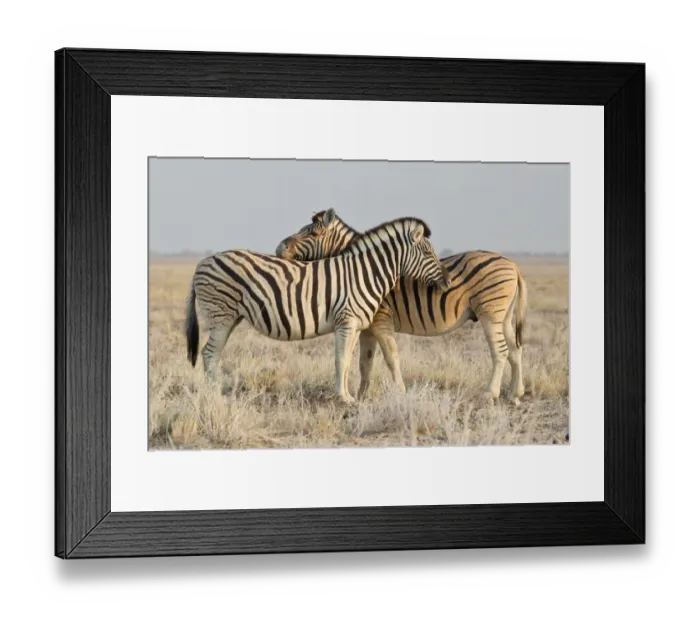 Framed Print : Two zebras -Equus quagga-, Etosha National Park, Namibia Framed Print : Two zebras -Equus quagga-, Etosha National Park, Namibia