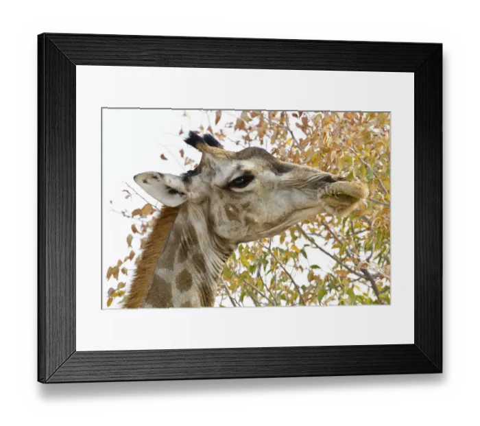 Framed Print : Giraffe -Giraffa camelopardalis-, portrait, feeding on tree, Etosha National Park, Namibia Framed Print : Giraffe -Giraffa camelopardalis-, portrait, feeding on tree, Etosha National Park, Namibia