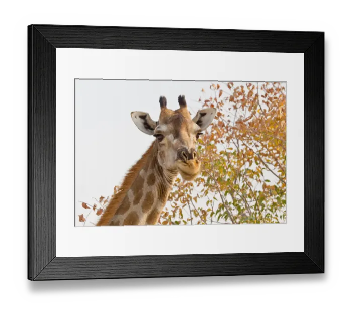 Framed Print : Giraffe -Giraffa camelopardalis-, portrait, Etosha National Park, Namibia Framed Print : Giraffe -Giraffa camelopardalis-, portrait, Etosha National Park, Namibia