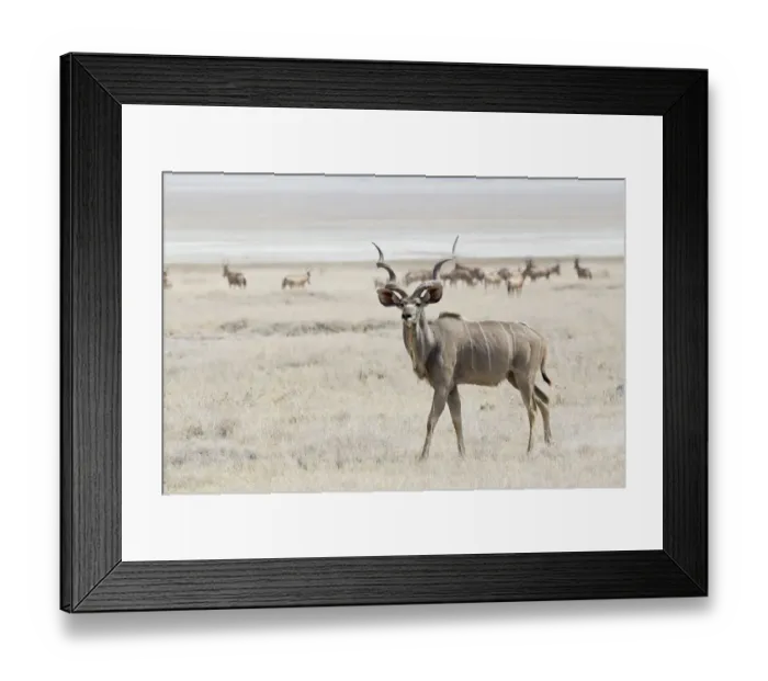 Framed Print : Greater Kudu -Tragelaphus strepsiceros- roaming pastureland, Etosha National Park, Namibia Framed Print : Greater Kudu -Tragelaphus strepsiceros- roaming pastureland, Etosha National Park, Namibia