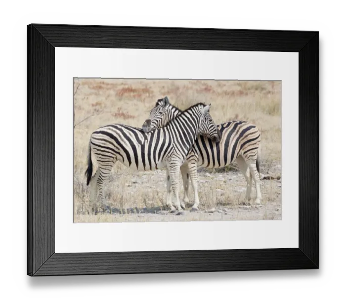 Framed Print : Two Burchells zebra -Equus quagga-, Etosha National Park, Namibia Framed Print : Two Burchells zebra -Equus quagga-, Etosha National Park, Namibia