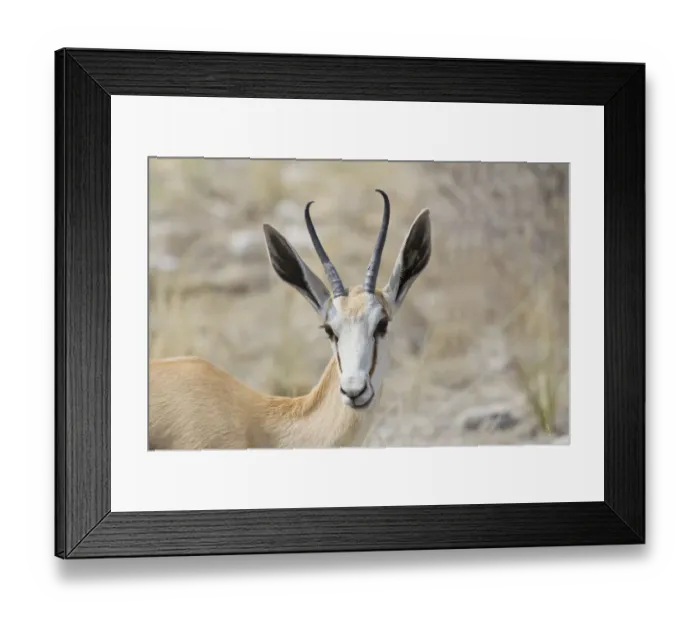Framed Print : Springbok -Antidorcas marsupialis-, Etosha National Park, Namibia Framed Print : Springbok -Antidorcas marsupialis-, Etosha National Park, Namibia