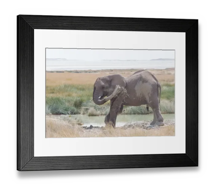 Framed Print : African Elephant -Loxodonta africana- sprayed itself with water, Etosha National Park, Namibia Framed Print : African Elephant -Loxodonta africana- sprayed itself with water, Etosha National Park, Namibia