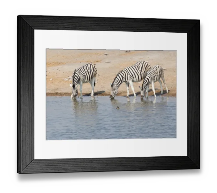 Framed Print : Three zebras -Equus quagga- at the waterhole, Etosha National Park, Namibia