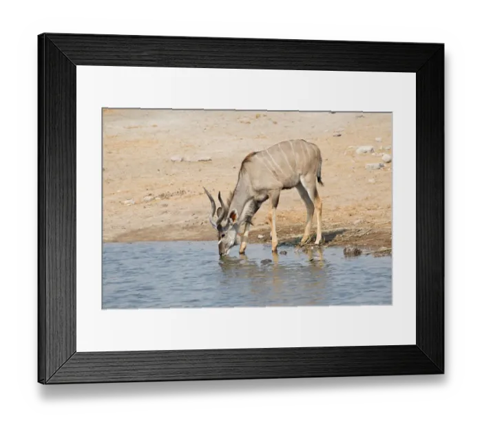 Framed Print : Greater Kudu -Tragelaphus strepsiceros- drinking at a waterhole, Etosha National Park, Namibia Framed Print : Greater Kudu -Tragelaphus strepsiceros- drinking at a waterhole, Etosha National Park, Namibia