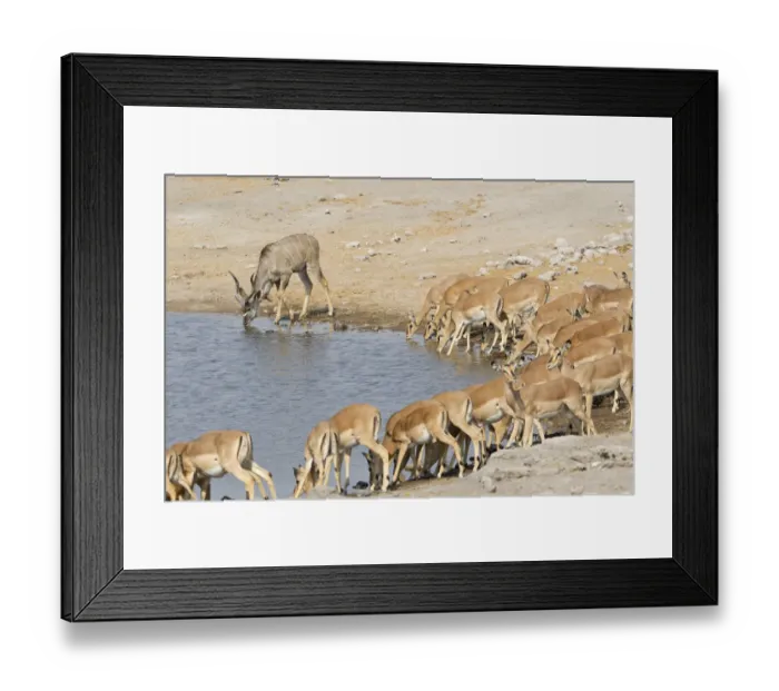 Framed Print : Greater Kudus -Tragelaphus strepsiceros- and Black-faced Impalas -Aepyceros melampus- drinking at the waterhole, Etosha National Park, Namibia Framed Print : Greater Kudus -Tragelaphus strepsiceros- and Black-faced Impalas -Aepyceros melampus- drinking at the waterhole, Etosha National Park, Namibia