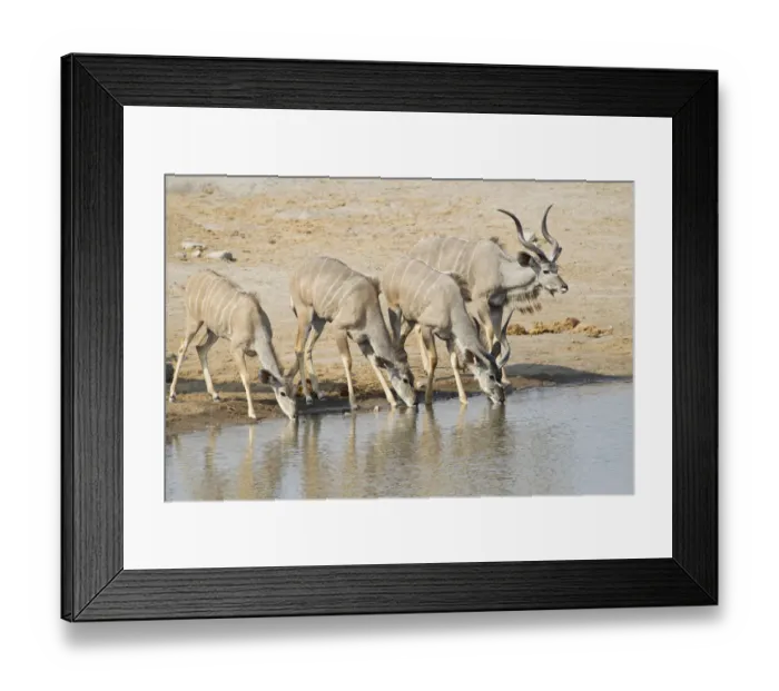 Framed Print : Greater Kudus -Tragelaphus strepsiceros- drinking at a waterhole, Etosha National Park, Namibia Framed Print : Greater Kudus -Tragelaphus strepsiceros- drinking at a waterhole, Etosha National Park, Namibia